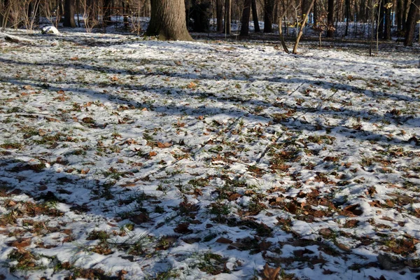 Forest land covered with fallen leaves and white snow with sled tracks and tree shadows