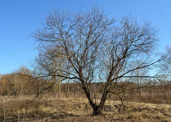 Árvore Bifurcada Entre Moitas Arbustos Grama Contra Céu Azul Claro — Fotografia de Stock