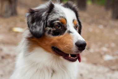 Güzel Avustralya çobanı ormanda poz veriyor. Yakın plan portre