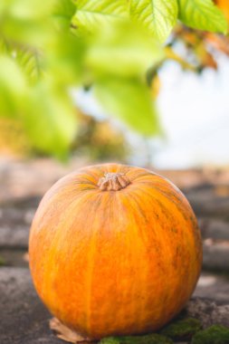 Eski çatıda portakal kabağı. yeşil yosun ve sarı yapraklar.