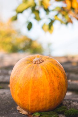 Eski çatıda portakal kabağı. yeşil yosun ve sarı yapraklar.