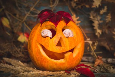 Yakın plan Cadılar Bayramı 'nda parlayan balkabağı, October, kurumuş çiçekler. Cadılar Bayramı balkabağı kafalı Jack feneri yanan mumlarla