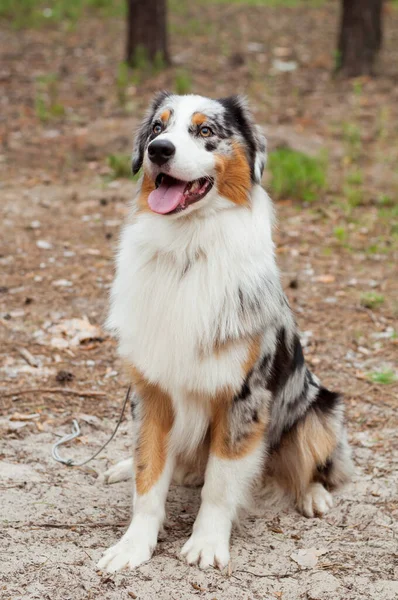 Handsome Male Australian Shepherd Posing While Sitting Pine Forest — Stock Photo, Image