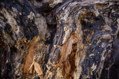 Kırmızı ve kahverengi tonlarda eski ahşap dokusu. Böcekler tarafından tahtadan zarar görmüş, tozlu, yok edilmiş, çipler. Eski ahşap desenli fotoğraf duvar kâğıdı.
