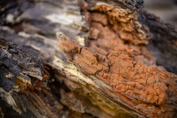 The texture of aged wood in red and brown tones. Wood damaged by insects, dusty, destroyed, chips. Photo wallpaper with the texture of old wood.