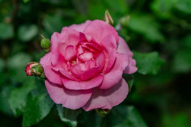 Bahçede kırmızı gül goncası, yukarıdan manzara, yakın plan..