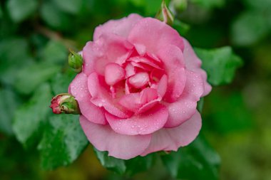 Bahçede kırmızı gül goncası, yukarıdan manzara, yakın plan..