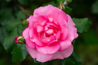 Scarlet rosebud in the garden, view from above, close-up. clipart