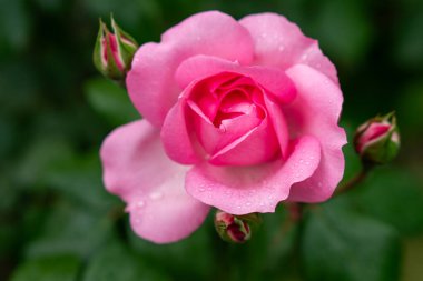 Bahçede kırmızı gül goncası, yukarıdan manzara, yakın plan..