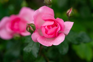 Bahçede kırmızı gül goncası, yukarıdan manzara, yakın plan..