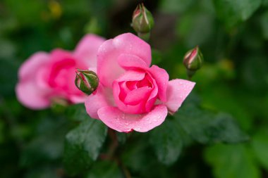 Scarlet rosebud in the garden, view from above, close-up. clipart