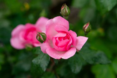 Bahçede kırmızı gül goncası, yukarıdan manzara, yakın plan..