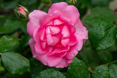 Bahçede kırmızı gül goncası, yukarıdan manzara, yakın plan..