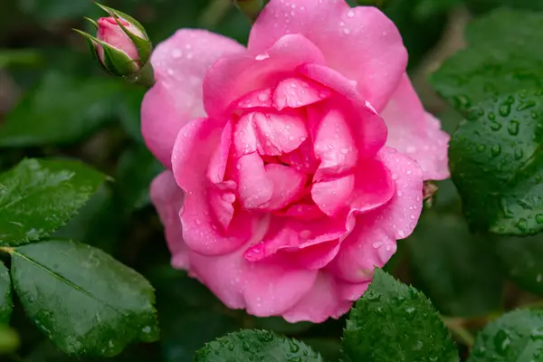 stock image Scarlet rosebud in the garden, view from above, close-up.