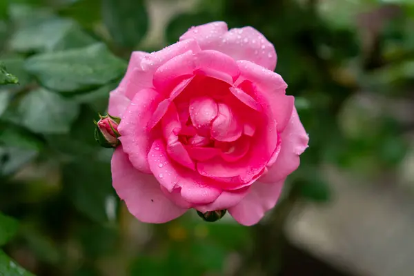 stock image Scarlet rosebud in the garden, view from above, close-up.