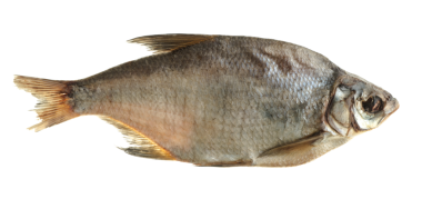 Kurutulmuş balık, çipura, aperatif..