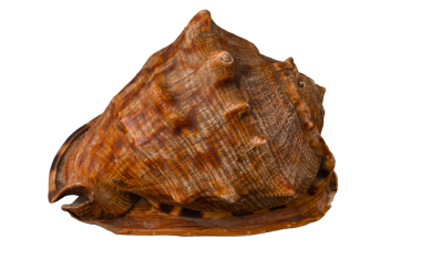 deniz kabuğu, dekoratif, şeffaf arkaplan