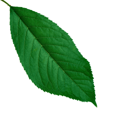 yeşil kiraz yaprağı