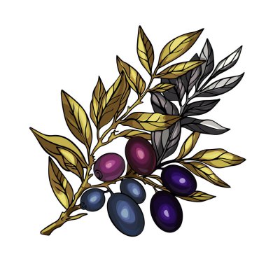 Yunan zeytin bitkisi. Mor böğürtlenli altın bir dal. Logolar, simgeler, baskılar için. Bir tasarımcı için boş.