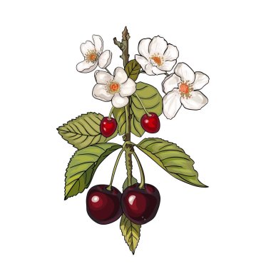 Beyaz üzerine izole edilmiş vektör illüstrasyon armudu. Ağaç dalında güzel, gerçekçi bir çiçek. Meyve ağaçlarının bahar çiçekleri. Sakura, kiraz, şeftali, elma çiçeği. Yazdırma, tasarım, simge,