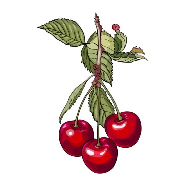 Beyaz üzerine izole edilmiş vektör illüstrasyon armudu. Ağaç dalında güzel, gerçekçi bir çiçek. Meyve ağaçlarının bahar çiçekleri. Sakura, kiraz, şeftali, elma çiçeği. Yazdırma, tasarım, simge,