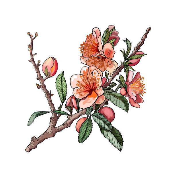 Beautiful realistic flower on a tree branch. Sticker almond. Spring blossom of fruit trees. Sakura, cherry, peach, apple blossom. Cute design for print, clothes, postcard, t-shirt, logo