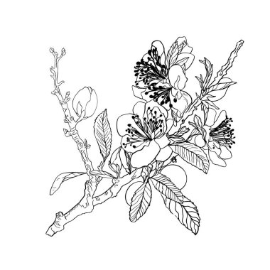 Ağaç dalında güzel, gerçekçi bir çiçek. Çıkartmalı badem. Meyve ağaçlarının bahar çiçekleri. Sakura, kiraz, şeftali, elma çiçeği. Parmak izi, kıyafet, kartpostal, tişört, logo için şirin tasarım.
