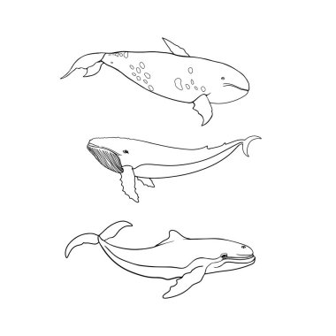 Set of whales and sharks with shit, coloring page, coloring page. Isolated illustration of underwater animals. Isolated as a blank for designers, icon, logo, label