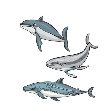 Bir grup balina ve köpekbalığı. Su altı hayvanlarının izole bir çizimi. Tasarımcılar, simgeler ve logolar için bir boşluk olarak izole edilmiş