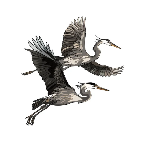 Balıkçıl kuşları doğa tasarımı için farklı pozlarda. Uçan ve ayakta duran balıkçıllar. Gri balıkçıl, gerçekçi çizim, beyaz arkaplanda izole edilmiş görüntü