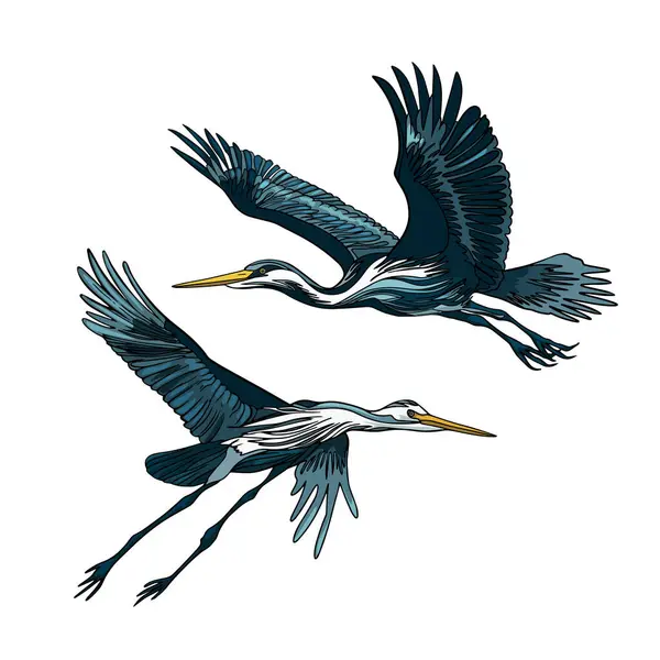 Balıkçıl Kuşları Doğa Tasarımı Için Farklı Pozlarda Uçan Ayakta Duran — Stok Vektör