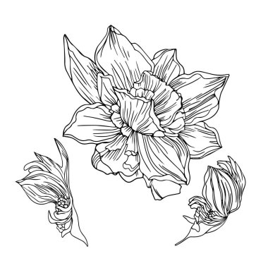 Vektör el narsist çiçeği çizdi. Bahar çiçekleri Daffodil tasarımcılar için boş bir arkaplan olarak beyaz bir arkaplanda izole