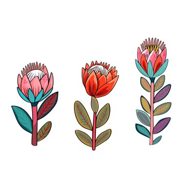 Isolated vector set of protea flowers. Boho style flowers, sticker on a white background. Clip art, blank for the designer clipart