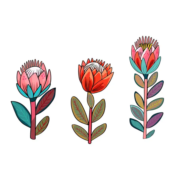 Protea Çiçeklerinin Izole Vektör Seti Boho Tarzı Çiçekler Beyaz Arka — Stok Vektör