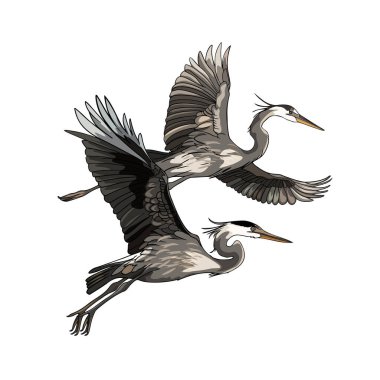 Balıkçıl kuşları doğa tasarımı için farklı pozlarda. Uçan ve ayakta duran balıkçıllar. Gri balıkçıl (Ardea cinerea), gerçekçi çizim, beyaz arkaplanda izole edilmiş görüntü