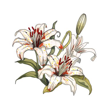 Beyaz arka planda izole edilmiş bir buket kaplan zambağının serbest çizimi. Tasarımcılar için boşluk, elementler, logo, simge, düğün