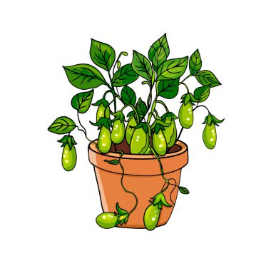 Kavanozdaki bezelye tohumları. Ev ekonomisi bahçesi. Bezelye, tencerede fasulye