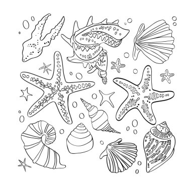Büyük kabuklar ve deniz yıldızları. Büyük siyah ve beyaz grafik deniz kabukları kümesi
