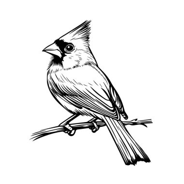 Cardinal bird perched on a branch in black and white line art. A detailed black and white illustration of a cardinal bird sitting on a branch, showcasing elegant line work clipart