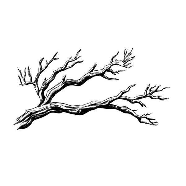 Budding branch hand-drawn illustration for botanical and nature designs. A detailed black and white illustration of a budding tree branch, ideal for botanical prints, nature-inspired art