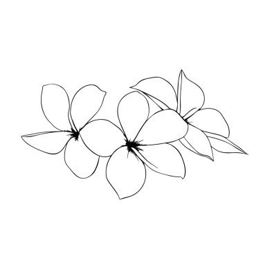 Minimalist stilde elle çizilmiş çiçek illüstrasyonu. Arka arkaya üç çiçeğin basit bir siyah-beyaz çizimi. Çiçek temalı projeler için mükemmel