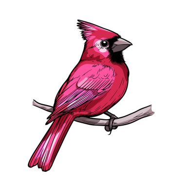 Parlak Kırmızı Kardinal Kuş Branch Illustration 'a tünedi. Kırmızı Tüy Sanat Eserli Canlı Kardinal Kuş