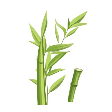 Ayrıntılı kesik bölümleri ve gerçekçi dokuları içeren yeşil tonlarda bambu sapları ve yapraklarının vektör çizimi.