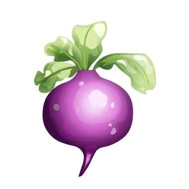 Taze Turp ve Yeşil Şalgam Vektörü. Renkli Kök Sebzeleri izole edildi. Gıda Tasarımı İçin Gerçekçi Turp ve Şalgam Vektör Simgeleri