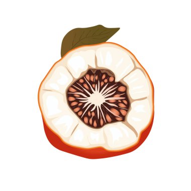 Mangosteen Meyvesi 'nin El Çizimi Fotoğrafı. Egzotik Tropikal Mangosteen Meyve Çapraz Bölümü