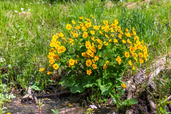 Caltha Palustris Planta Con Flores Amarillas Pantano Con Hierba Agua — Foto de Stock