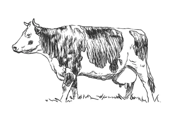 Cow Farm Animal Hand Drawn Black White Vector Illustration Isolated — Stock Vector