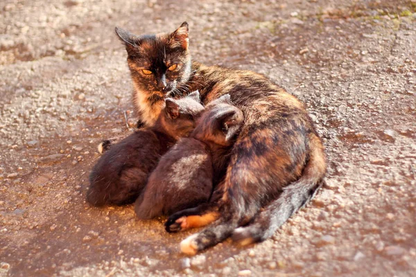 ネコの授乳用子猫 カメシェル猫は地面に横たわっており 授乳2匹の子猫 — ストック写真