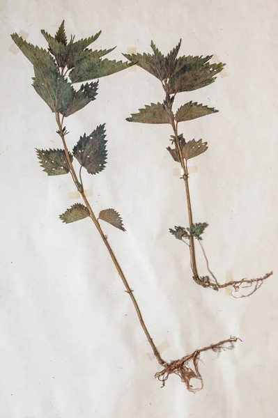 Herbarium Old Sheet Paper Pressed Plant Urtica Dioica Common Nettle — Stock Photo, Image