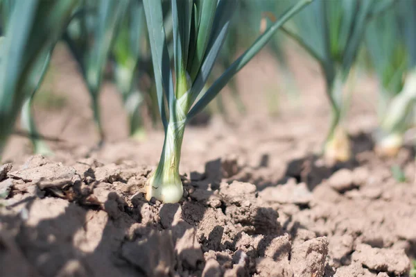 onion in the field - green onions grown in rows in the field